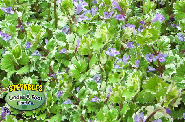 Glechoma hederacea Variegated Ground Ivy